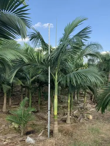 哪里有卖假槟榔树苗 假槟榔价格行情