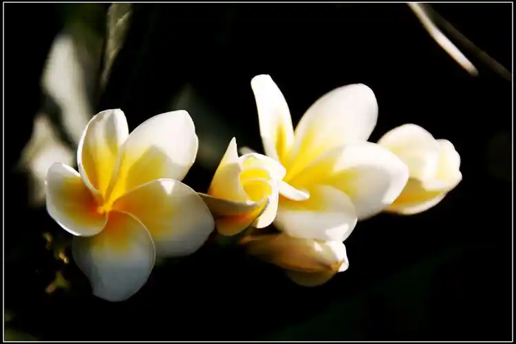 最美巴厘岛鸡蛋花