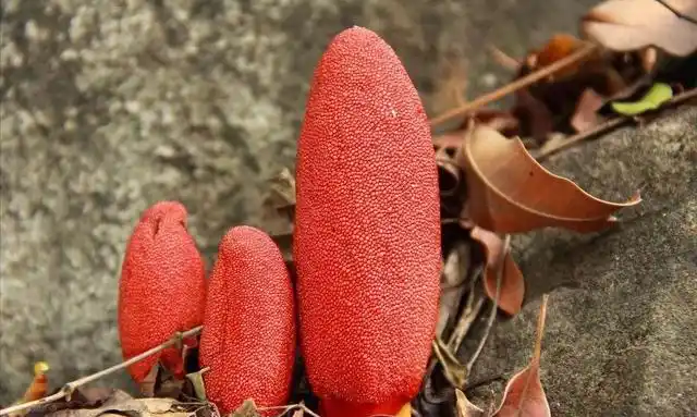 发现奇特植物文王一支笔,又叫通天蜡烛,回春草,高达1200元一斤