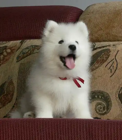 萨摩犬一天要吃多少?