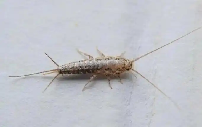 消灭衣鱼虫最好办法