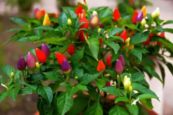 观赏彩色辣椒有几个品种呢