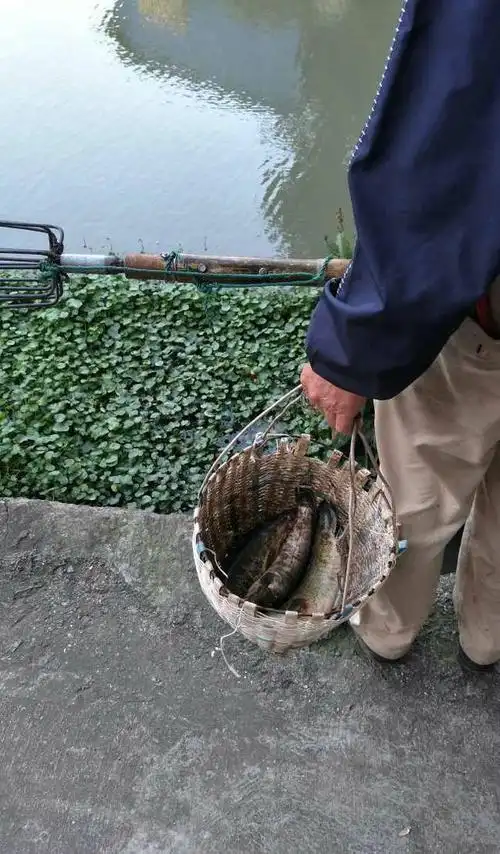 河边水葫芦底下有一窝黑鱼大爷用鱼叉捕获一篮