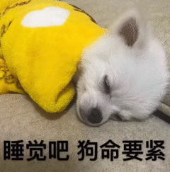 睡觉吧狗命要紧