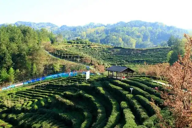 茶园|南郑|茶叶|汉中市|陕西省_网易订阅