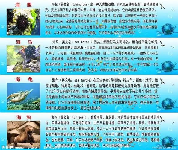 海洋生物 海胆 海马 海龟 海狗 简介 psd格式