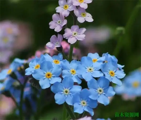 又名勿忘我,为管状花目,紫草科,勿忘草属植物.