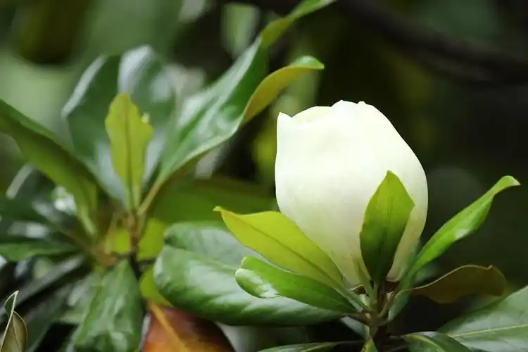 洁白的广玉兰花