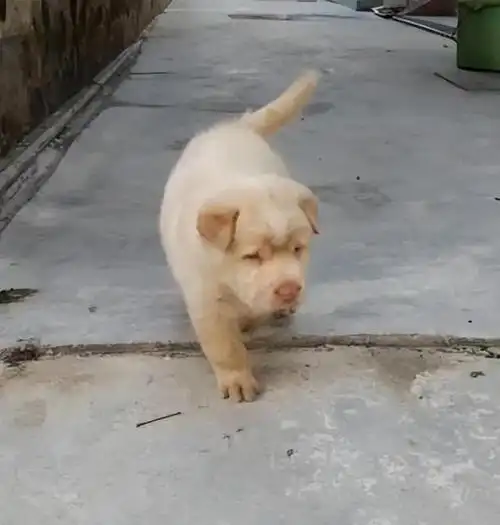 你听说过潮汕大头狗吗,它是广东潮州的本地狗,在当地也算是比较有名了