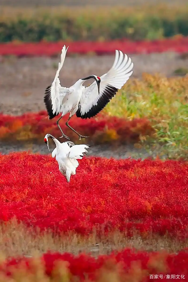 《红海滩丹顶鹤》摄影/刘世中,诗文/东东
