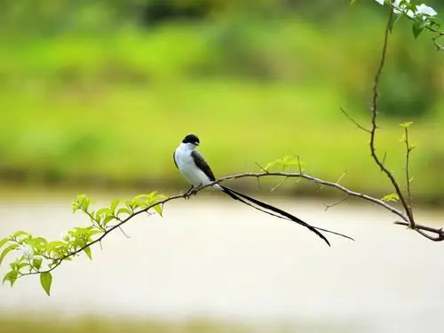 长尾鸟-高品质壁纸