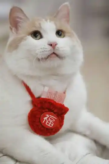 著名平板的胖虎超话—新浪微博超话社区