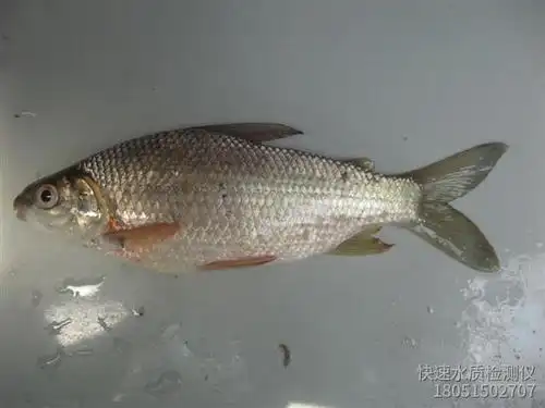 巴西鲷的成鱼饲料及投喂技术