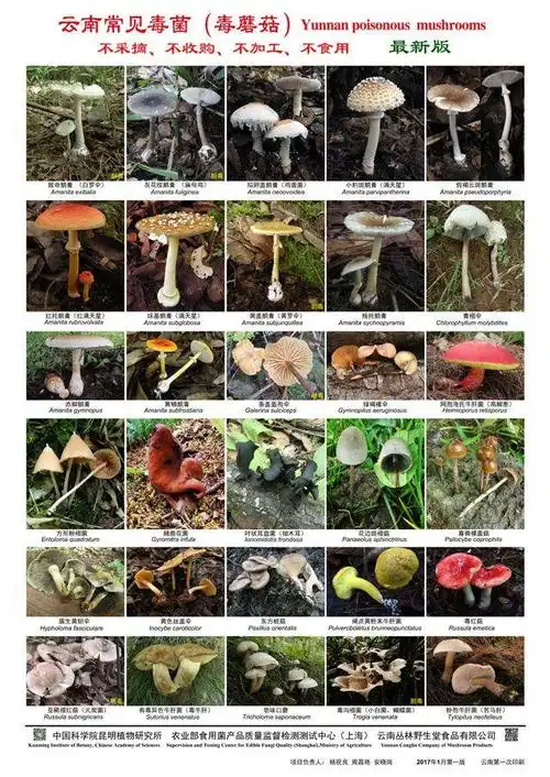 菌类大全名字和图片 菇类