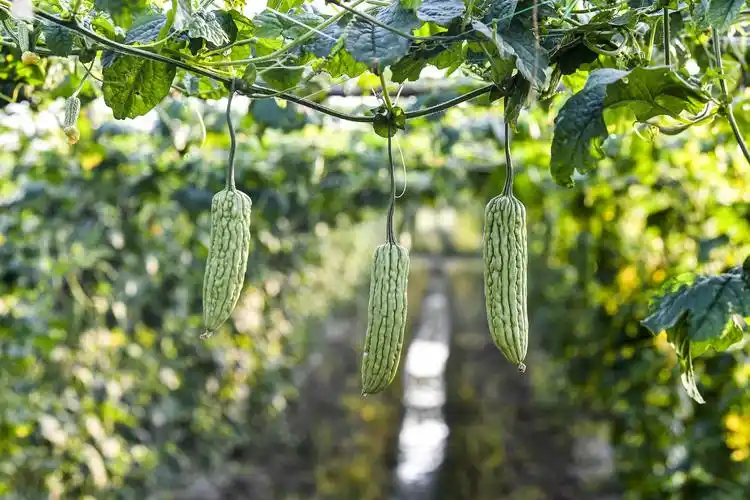 海南屯昌枫木苦瓜采收忙