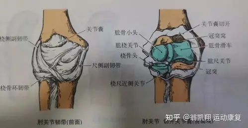 上面也说了肘部三个关节在一个共同的关节囊内.