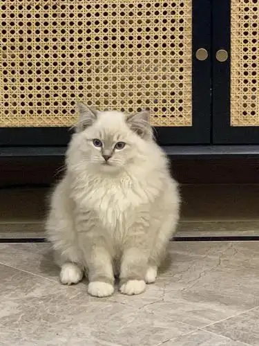 广东广州 |(只剩下两只啦)山猫纹手套布偶 超美山猫妈妈 天.