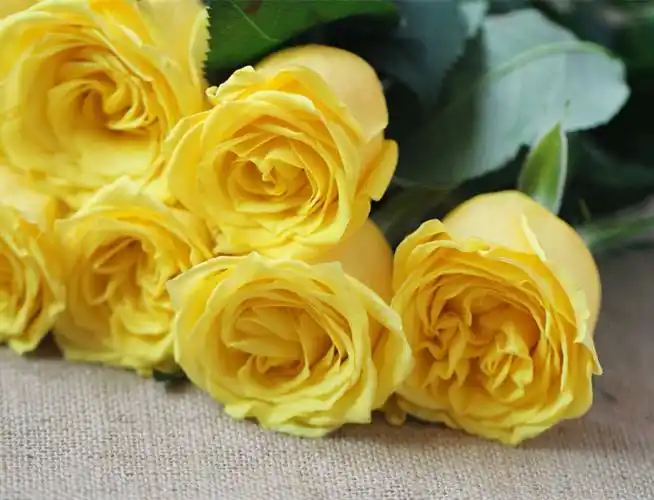 每日玫瑰之金香玉