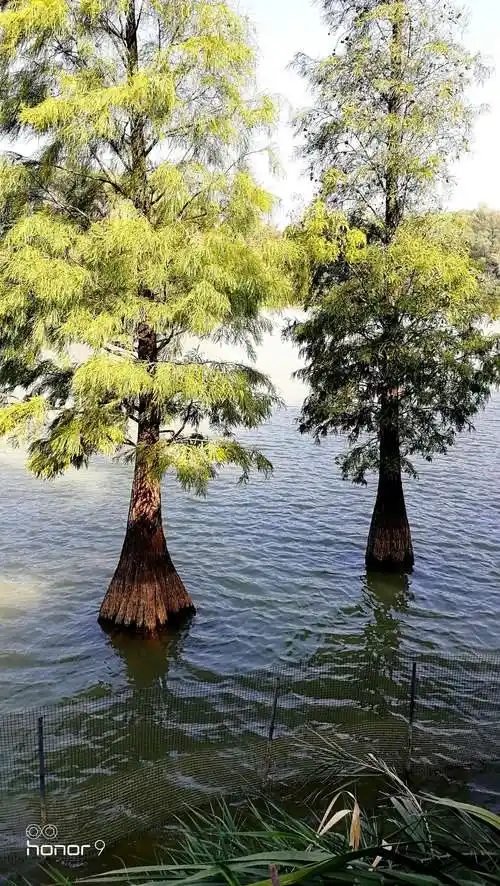 长在水里的(水杉)