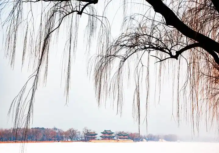 冬季里柳树的魅力-2021-123