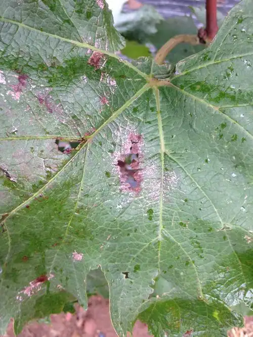 葡萄叶片上的三种病斑