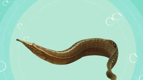 刺鳅  1| 分享| 词条  宠物鳄鱼  57| 分享| 词条  螃蟹  131| 分享