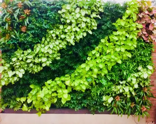 植一方绿意清香弥漫一一一植物墙