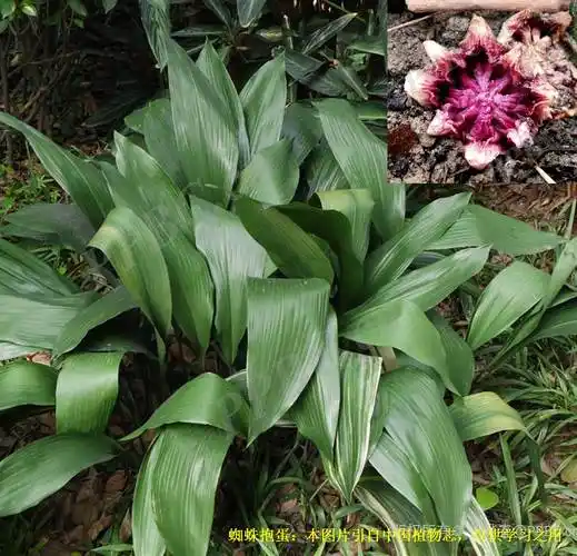 蜘蛛抱蛋的孵化过程