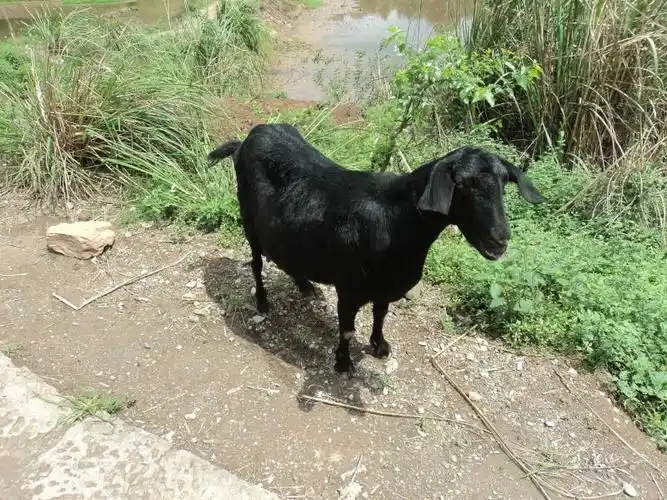 四川黑山羊乐至川中黑山羊(乐至型)种羊小羊肉羊13982958604