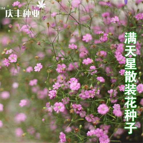 满天星种子粉色 阳台庭院盆栽易种植花卉花草种籽花种子