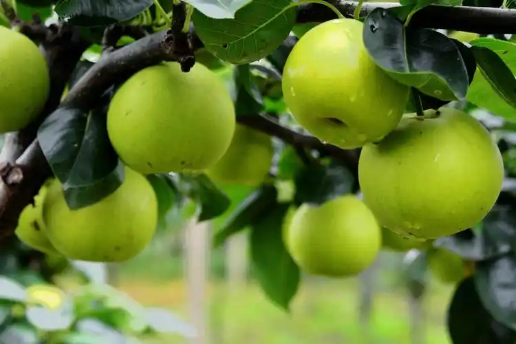 绿自然生态园的苹果梨-翠玉518,无锡夏季梨品种成熟最早的.|自然生态