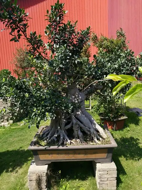 广西壮族自治区柳州市柳北区香兰大道靠近好孩子艺术幼儿园(欧山小区