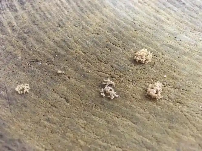 请问这是虫卵还是粉末?