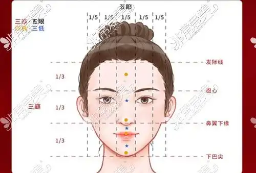 三庭五眼示意图
