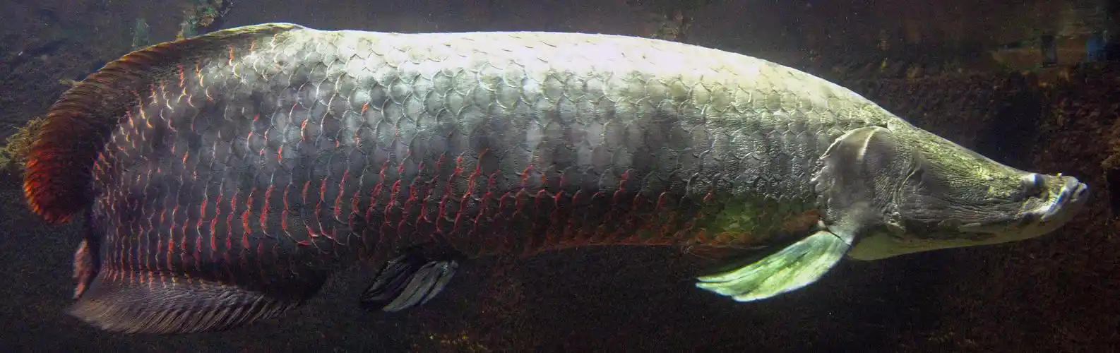 亚马逊河中的巨骨舌鱼(arapaima gigas)