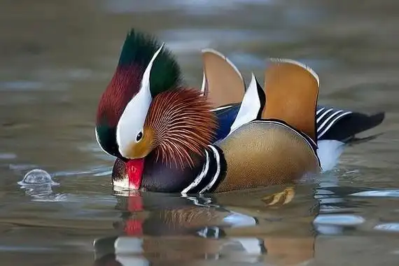 鸳鸯和鸭子的区别是什么鸭子的功效与作用