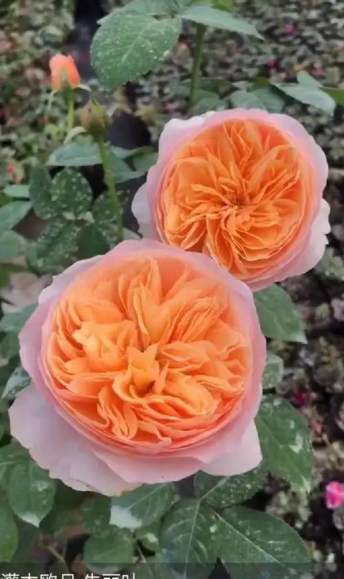 欧月品种识别! - 美篇