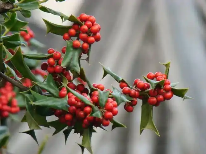 农村这种树,叶子都是刺,牲畜见了转头绕道,却不知能治牙痛