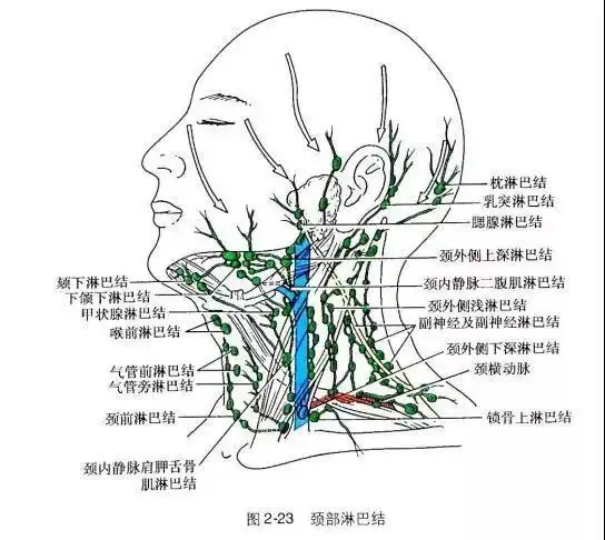自然有紧凑下颌线的效果 顺带还能矫正含胸驼背 其次,便是淋巴问题