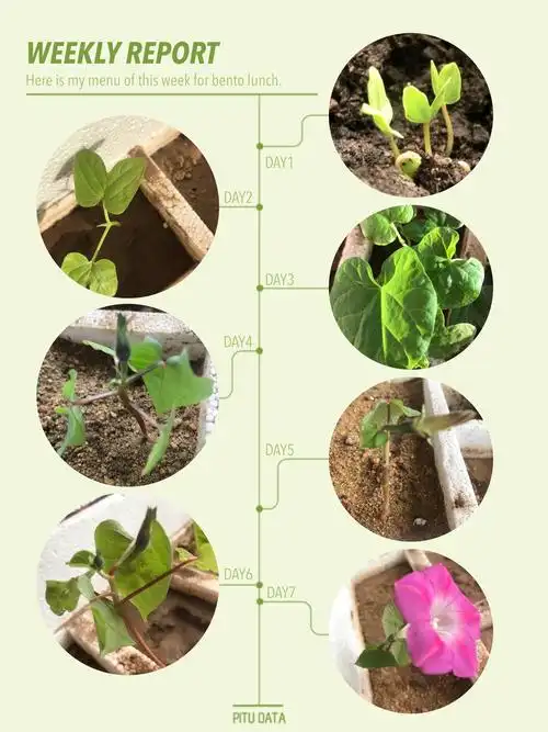 东孔兑幼儿园小二班"牵牛花"成长记