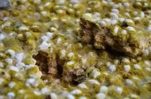 霉豆子制作和发霉步骤视频