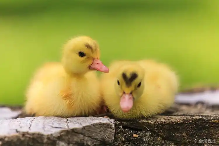 可爱_小_小鸭子_高清图片_全景视觉