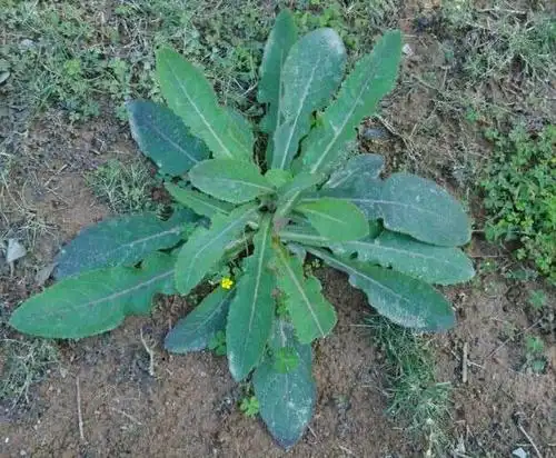 地胆头(elephantopus scaber l.