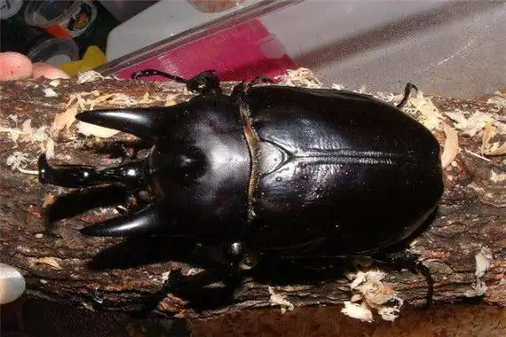 世界上最大的虫子 体型较大看起来很恐怖