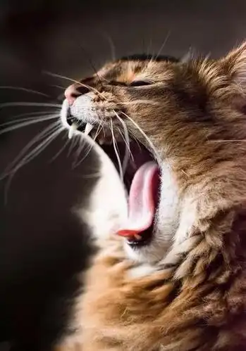 咆哮的喵星人,让你知道我有多凶