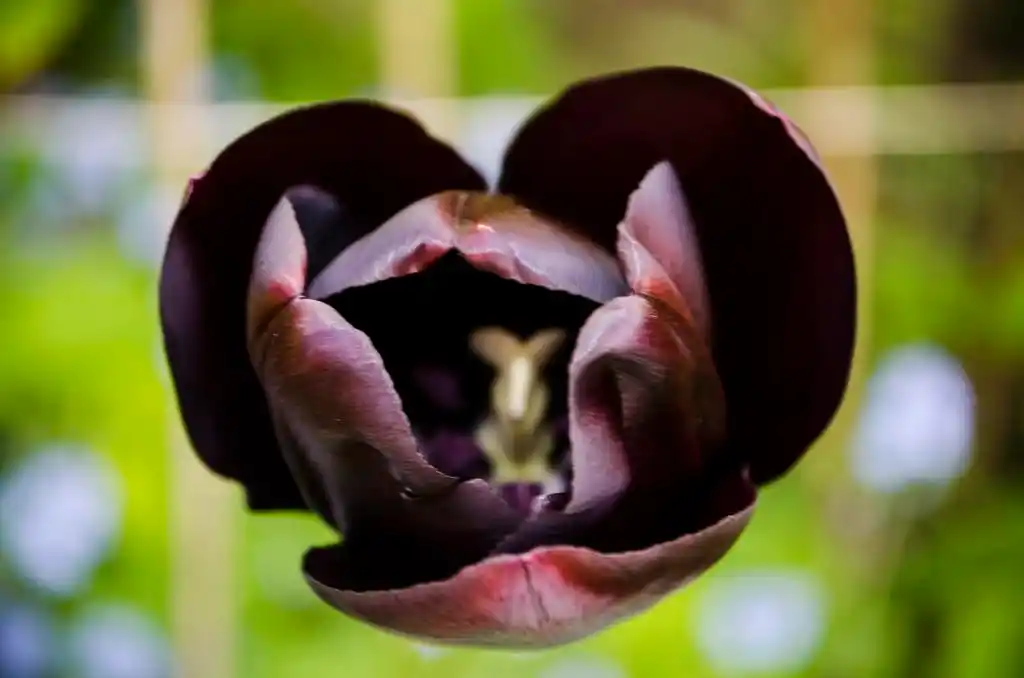 在花园里的黑郁金香