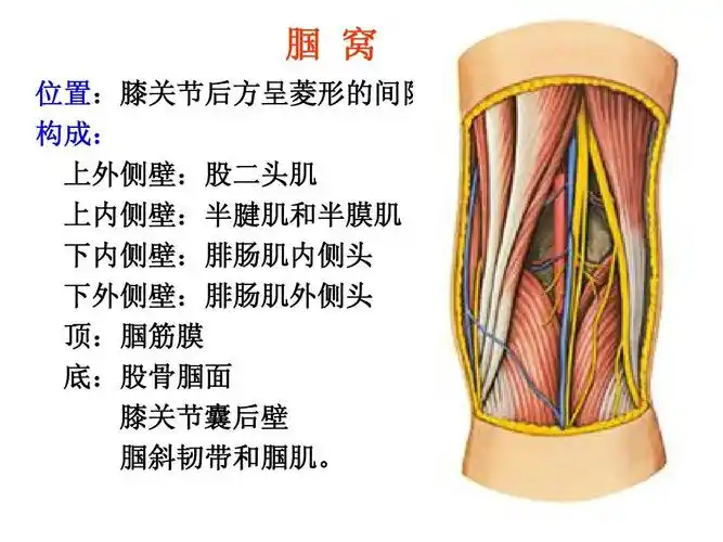 小腿后区踝后区.ppt [修复的]