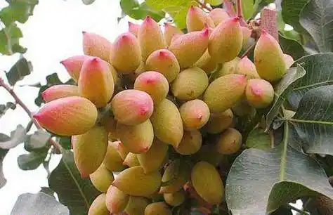 开心果对土壤适应性很强,几乎在所有类型土壤上均可生长,如果种植在年