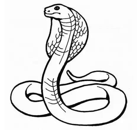 关于蛇的简笔画:蟒蛇蛇简笔画卡通图片蛇的简笔画图片大全