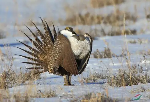 艾草大松鸡的求偶舞